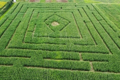 A maize maze on the Isle of Anglesey