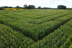 A maize maze seen from the air