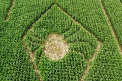 Hooton\'s Maize Maze
