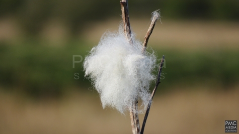 Wool caught on twigs at Cors Ddyga, Anglesey