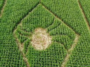 Hooton\'s Maize Maze