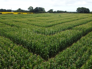 A maize maze seen from the air