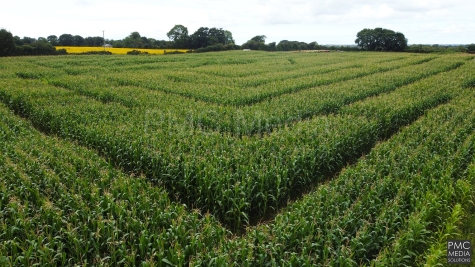 A maize maze seen from the air