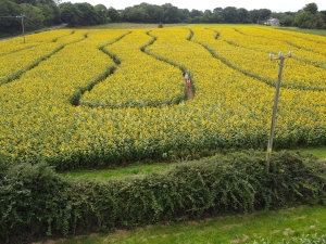 Hooton\'s Sunflow Maze