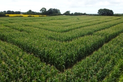 A maize maze seen from the air