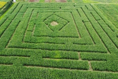 A maize maze on the Isle of Anglesey