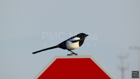 Magpie at RAF Valley, Isle of Anglesey, North Wales
