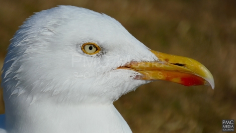 A sealgull side profile - lit