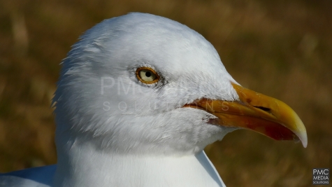 A sealgull side profile - in shadow