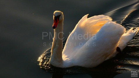 A Mute Swan at Porth Penrhyn backlit from the sunset